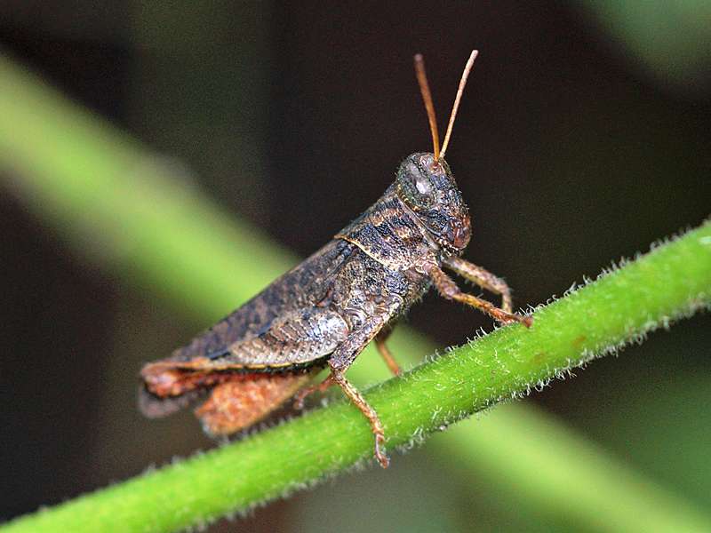 Unbestimmtes Insekt Nr. 28, Foto: 14.09.2015, Sinharaja-Regenwald
