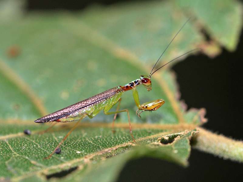 Unbestimmtes Insekt Nr. 29, Foto: 14.09.2015, Sinharaja-Regenwald