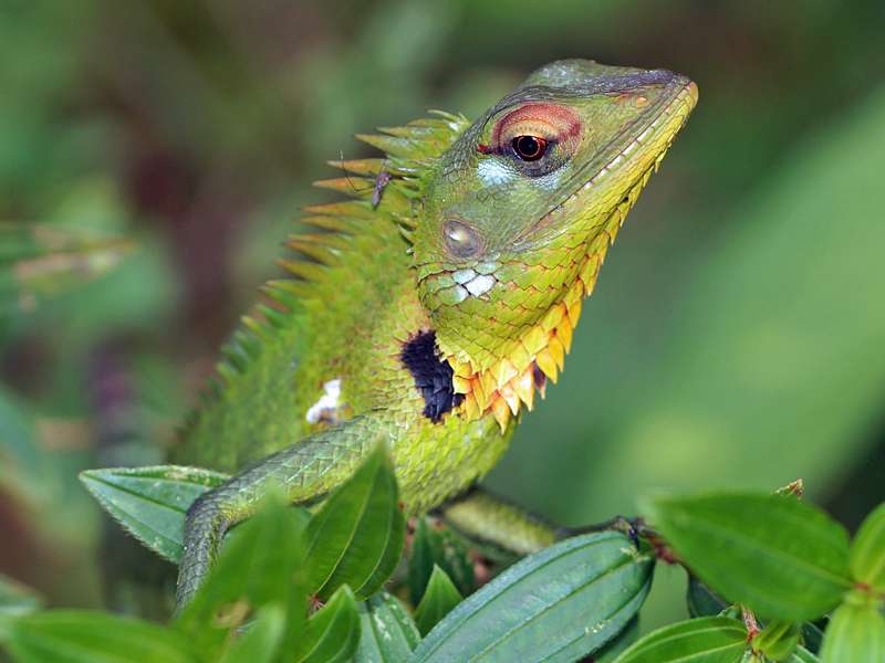 Männliche Sägerückenagame (Green Forest Lizard, Calotes calotes); Foto: 14.09.2015, Sinharaja-Regenwald