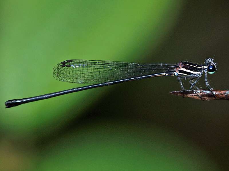 Elattoneura caesia (Jungle Threadtail), Weibchen, endemische Art; Foto: 14.09.2015, Sinharaja-Regenwald