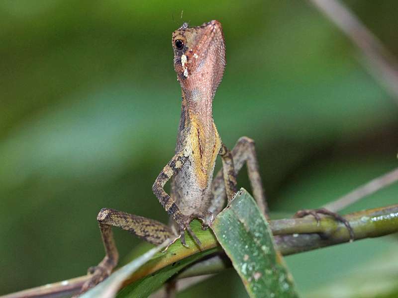 Männliche Wiegmanns Agame (Sri Lanka Kangaroo Lizard, Otocryptis wiegmanni); Foto: 14.09.2015, Sinharaja-Regenwald