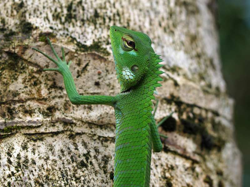 Junge männliche Sägerückenagame (Green Forest Lizard, Calotes calotes); Foto: 14.09.2015, Sinharaja-Regenwald