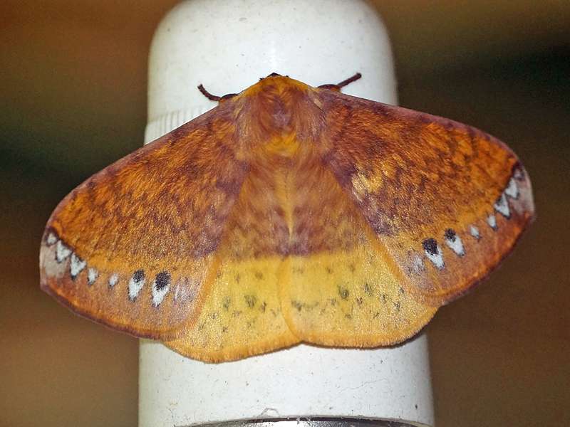 Eupterote mollifera; Foto: 14.09.2015, Martin's Lodge, Sinharaja-Regenwald