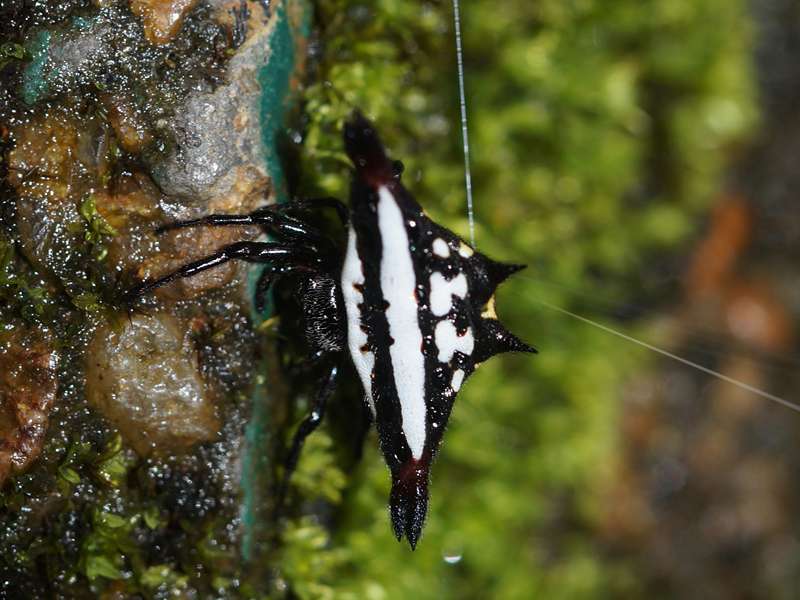 Gasteracantha geminata, Weibchen; Foto: 14.09.2015, Sinharaja-Regenwald