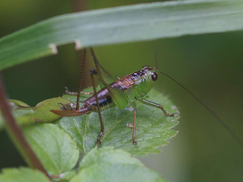Unbestimmtes Insekt Nr. 26, Foto: 14.09.2015, Sinharaja-Regenwald