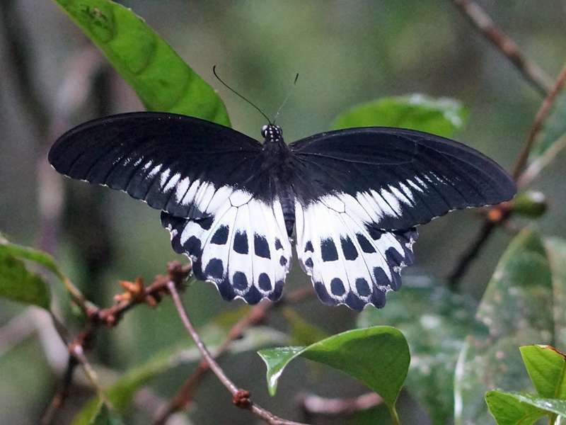 Blauer Mormone (Blue Mormon, Papilio polymnestor); Foto: 14.09.2015, Sinharaja-Regenwald