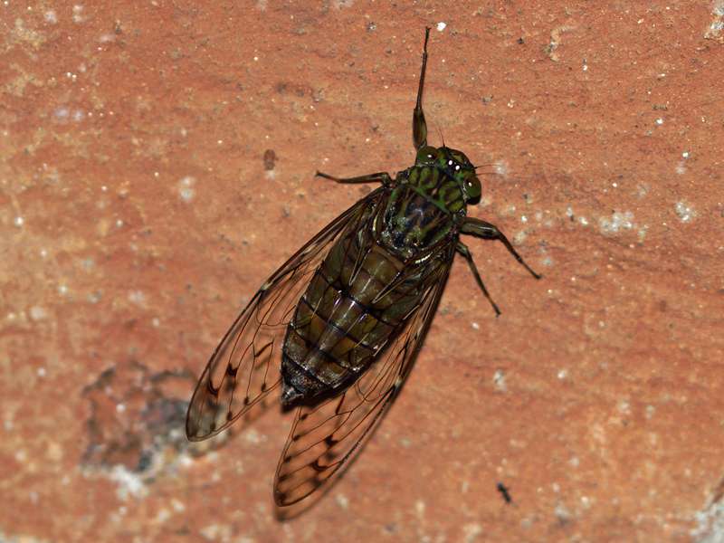 Unbestimmtes Insekt Nr. 22, Foto: 14.09.2015, Martin's Lodge, Sinharaja-Regenwald