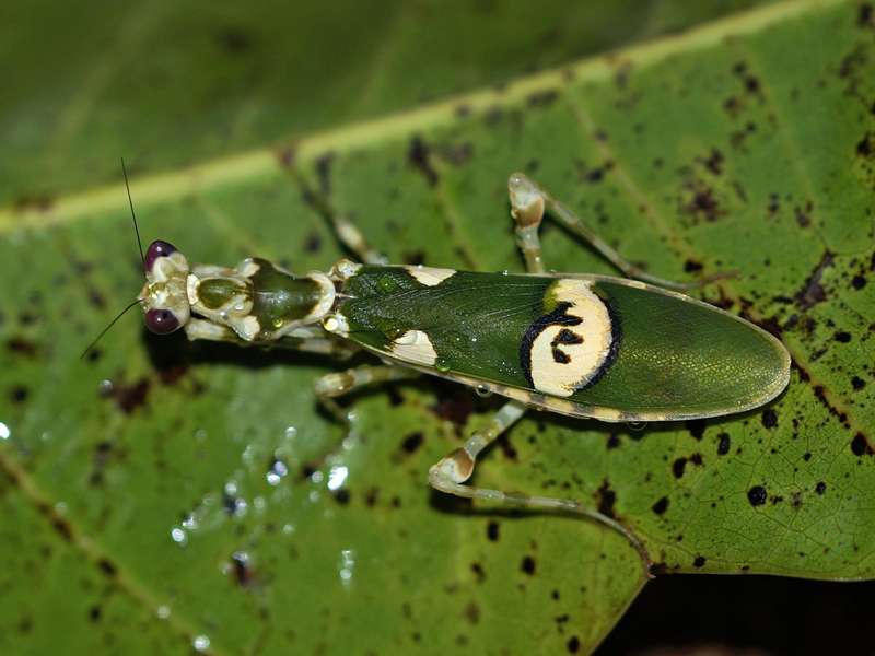 Asiatische Blütenmantis (Jeweled Flower Mantis, Creobroter pictipennis); Foto: 14.09.2015, Martin's Lodge, Sinharaja-Regenwald