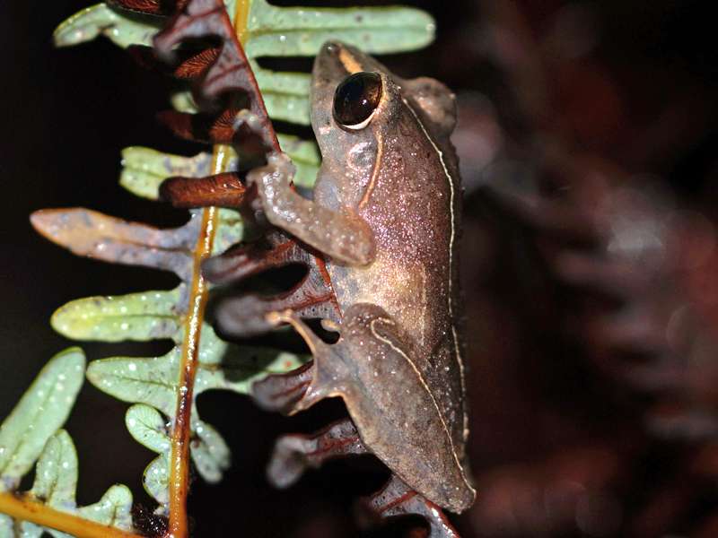 Pseudophilautus stictomerus (Orange-canthal Shrub Frog), endemische Art; Foto: 14.09.2015, Martin's Lodge, Sinharaja-Regenwald