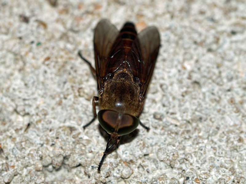 Unbestimmtes Insekt Nr. 23, Foto: 14.09.2015, Martin's Lodge, Sinharaja-Regenwald