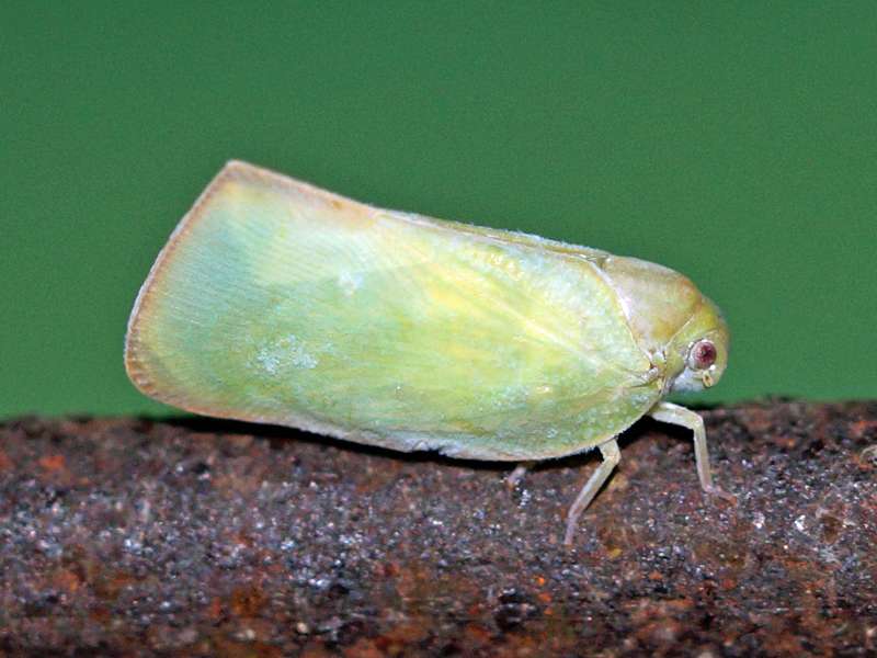 Unbestimmtes Insekt Nr. 24, Foto: 14.09.2015, Martin's Lodge, Sinharaja-Regenwald
