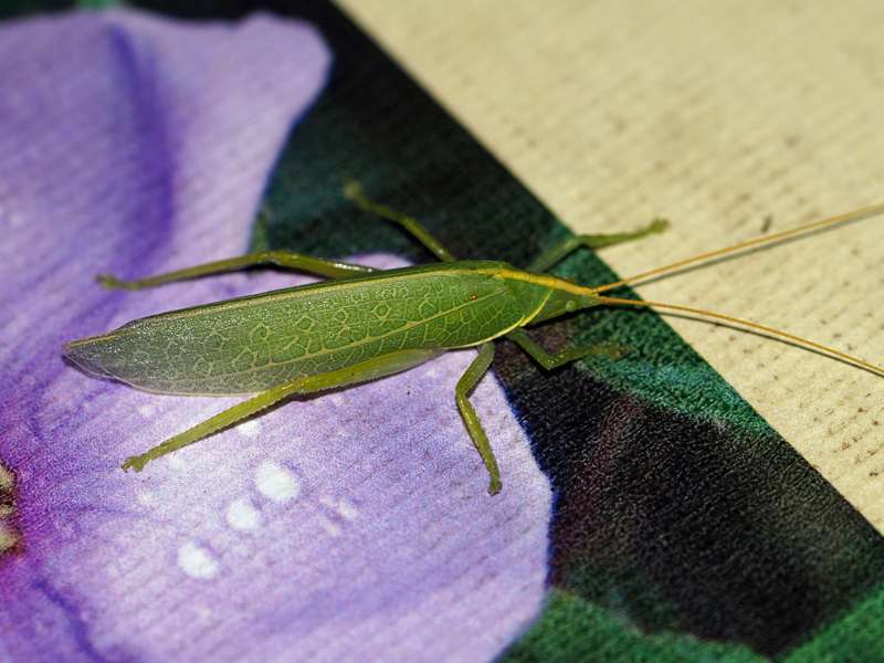 Unbestimmtes Insekt Nr. 25, Foto: 14.09.2015, Martin's Lodge, Sinharaja-Regenwald