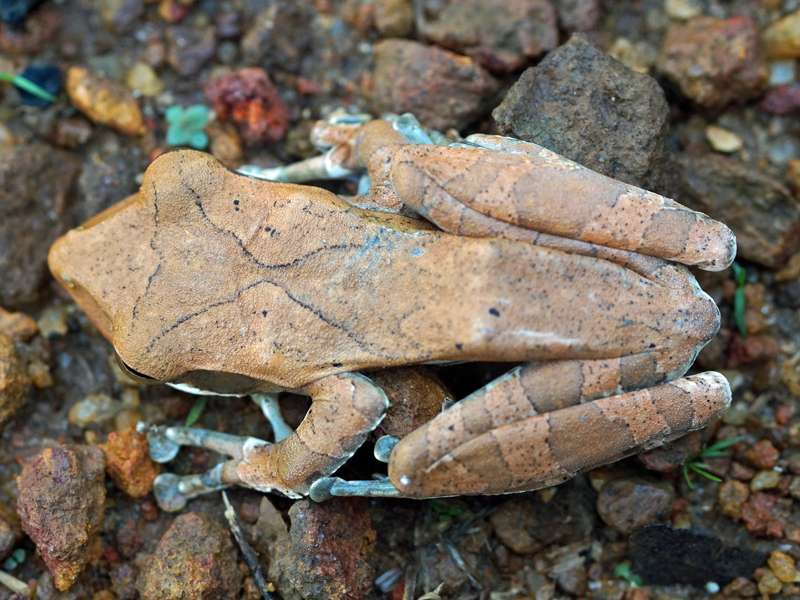 Polypedates cruciger (Common Hour-glass Tree Frog), endemische Art; Foto: 15.09.2015, Sinharaja-Regenwald