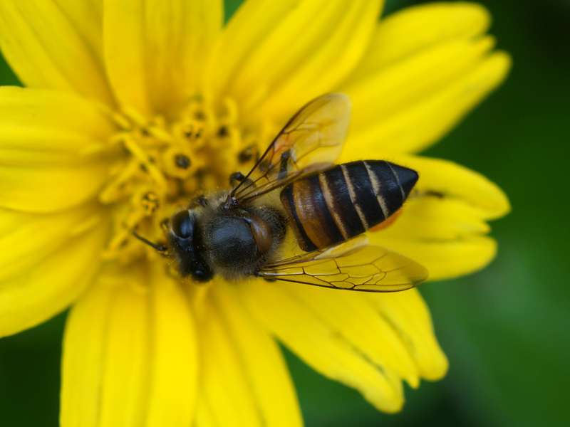 Östliche Honigbiene (Asiatic Honey Bee, Apis cerana indica); Foto: 15.09.2015, Nähe Sinharaja-Regenwald