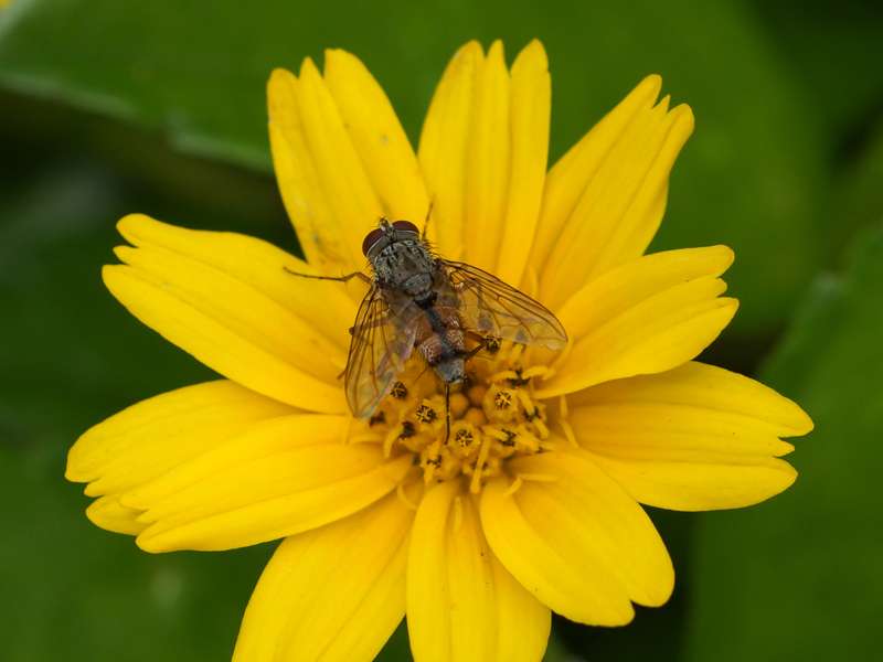 Unbestimmtes Insekt Nr. 50, Foto: 15.09.2015, Nähe Sinharaja-Regenwald