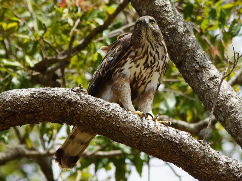 Adulter Haubenadler (Changeable Hawk Eagle, Nisaetus cirrhatus ceylanensis), helle Morphe; Foto: 15.09.2015, Udawalawe-Nationalpark