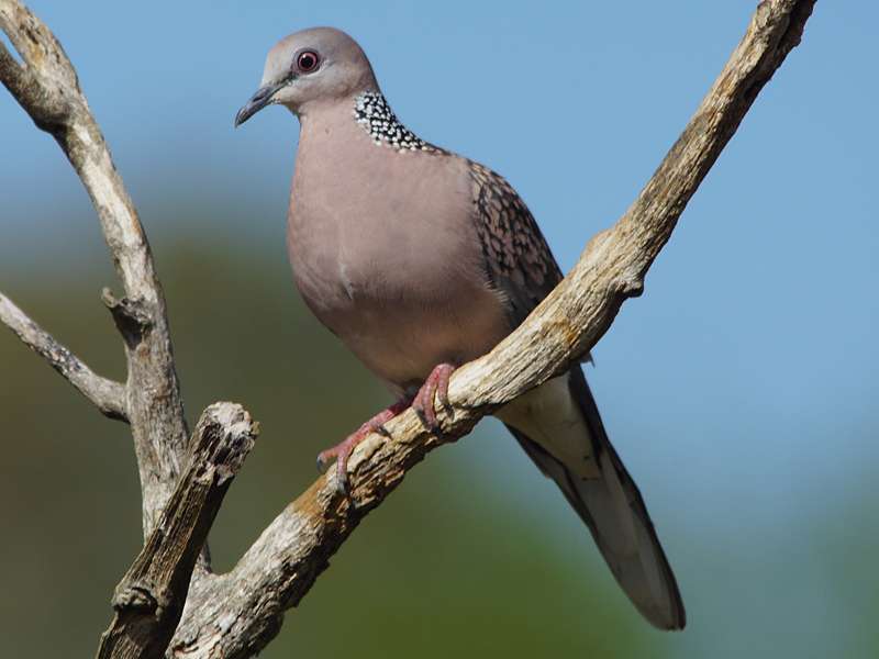 Westliche Perlhalstaube (Western Spotted Dove, Spilopelia suratensis); Foto: 15.09.2015, Udawalawe-Nationalpark