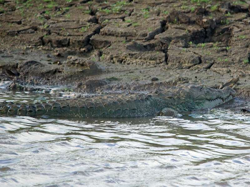 Sumpfkrokodil (Mugger Crocodile, Crocodylus palustris); Foto: 15.09.2015, Udawalawe-Nationalpark