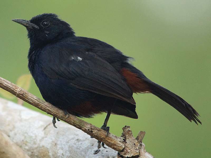Männlicher Strauchschmätzer (Black-backed Robin, Saxicoloides fulicatus leucopterus); Foto: 16.09.2015, Udawalawe