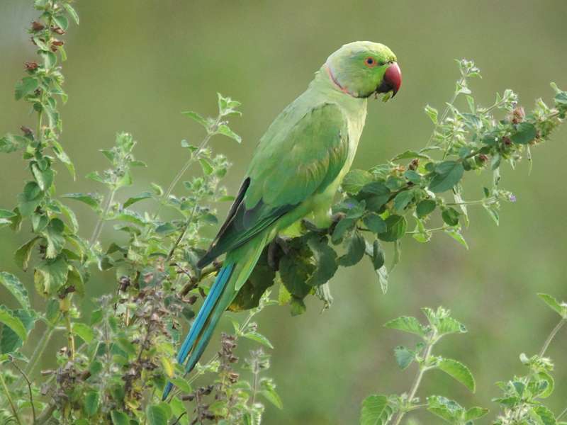 Männlicher Halsbandsittich (Rose-ringed Parakeet, Psittacula krameri); Foto: 16.09.2015, Udadwalawe