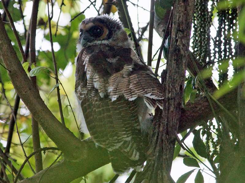 Malaien-Kauz (Brown Wood Owl, Strix leptogrammica ochrogenys), jugendlicher Vogel; Foto: 16.09.2015, Welimada