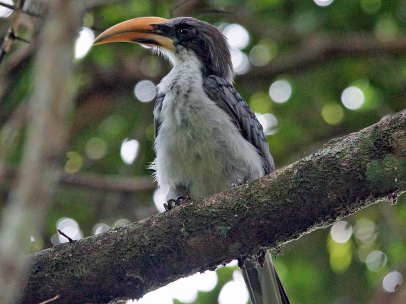 Männlicher Ceylontoko (Sri Lanka Grey Hornbill, Ocyceros gingalensis); Foto: 16.09.2015, Welimada
