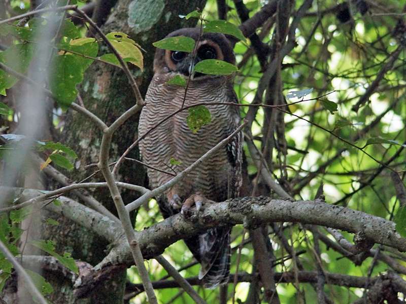 Malaien-Kauz (Brown Wood Owl, Strix leptogrammica ochrogenys), Altvogel; Foto: 16.09.2015, Welimada