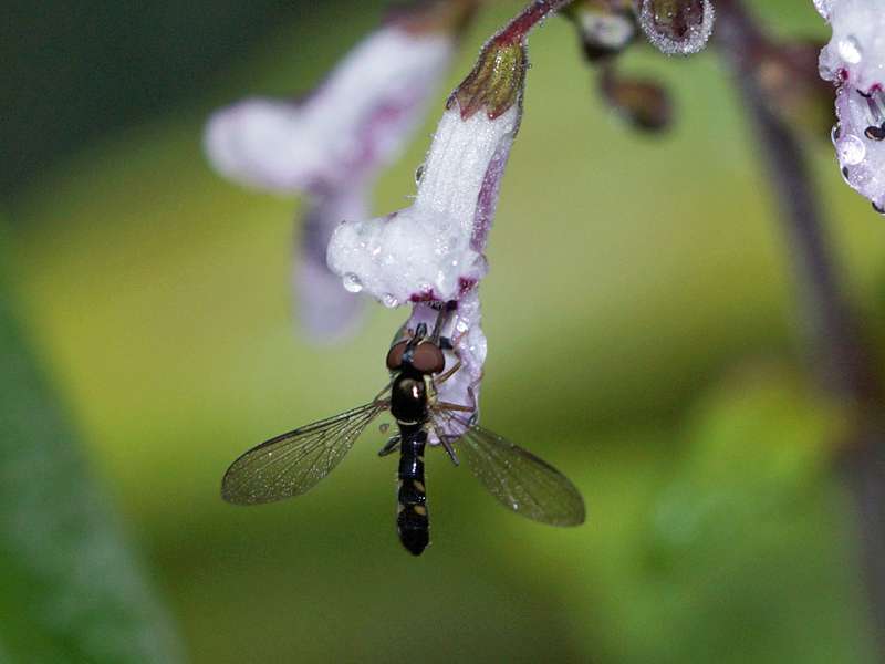 Unbestimmtes Insekt Nr. 32, Foto: 17.09.2015, Horton Plains Nationalpark