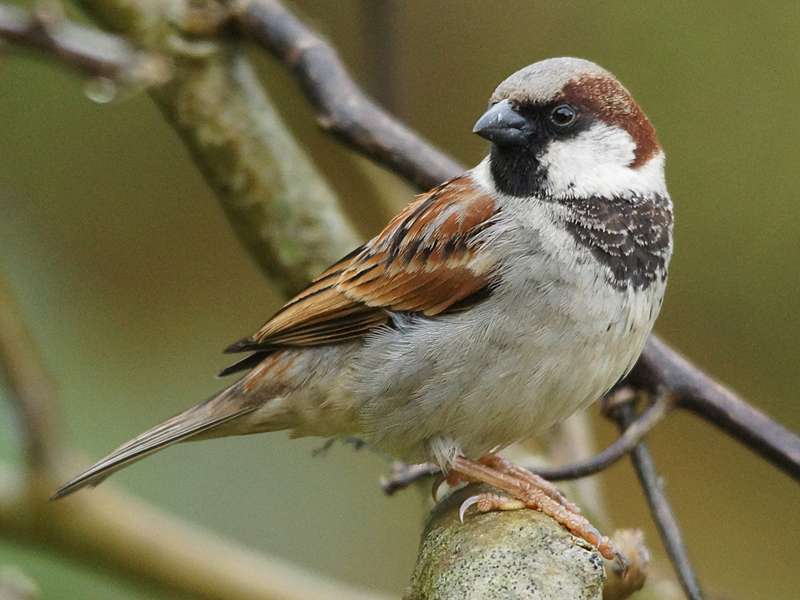 Männlicher Haussperling (House Sparrow, Passer domesticus indicus); Foto: 17.09.2015, Nuwara Eliya