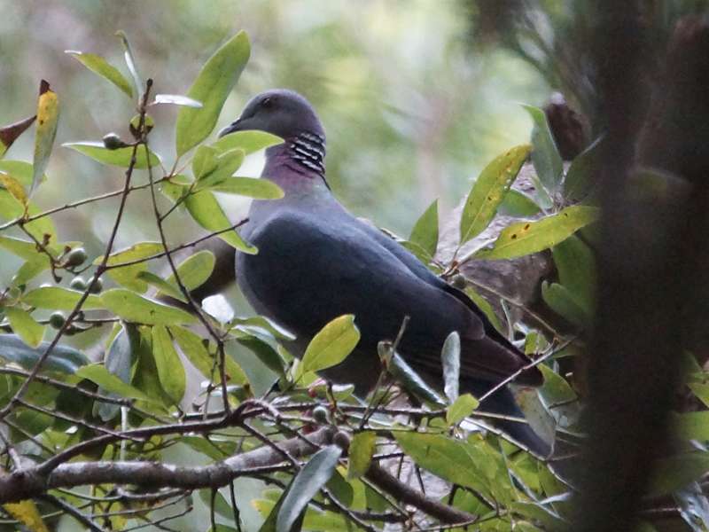 Ceylontaube (Sri Lanka Pigeon, Columba torringtoniae); Foto: 17.09.2015, Bomburuella