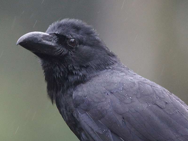 Dschungelkrähe (Large-billed Crow, Corvus macrorhynchos); Foto: 18.09.2015, Nuwara Eliya