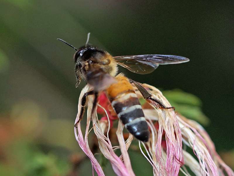 Riesenhonigbiene (Giant Honey Bee, Apis dorsata), Arbeiterin aus der Nähe; Foto: 18.09.2015, Nuwara Eliya