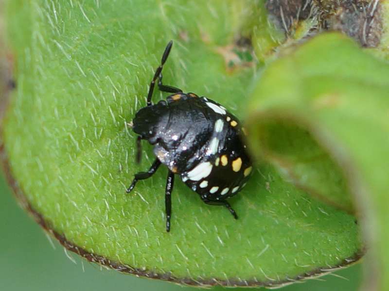 Grüne Reiswanze (Southern Green Stink Bug, Nezara viridula), Nymphe im 3. Larvenstadium; Foto: 18.09.2015, Nuwara Eliya