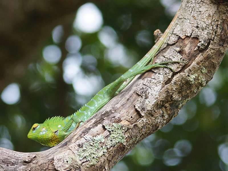 Männliche Sägerückenagame (Green Forest Lizard, Calotes calotes); Foto: 19.09.2015, Galaha