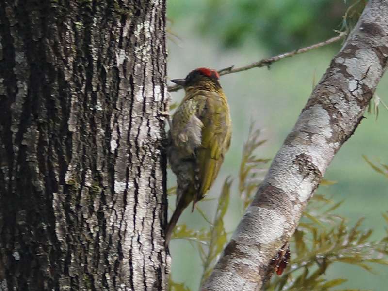 Männlicher Hindugrünspecht (Streak-throated Woodpecker, Picus xanthopygaeus), Belegbild; Foto: 19.09.2015, Galaha
