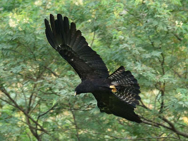 Malaienadler (Black Eagle, Ictinaetus malayensis perniger); Foto: 19.09.2015, Galaha