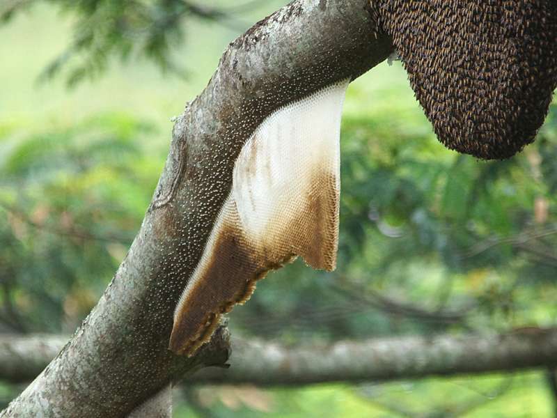 Riesenhonigbiene (Giant Honey Bee, Apis dorsata), aufgegebenes Nest; Foto: 19.09.2015, Galaha