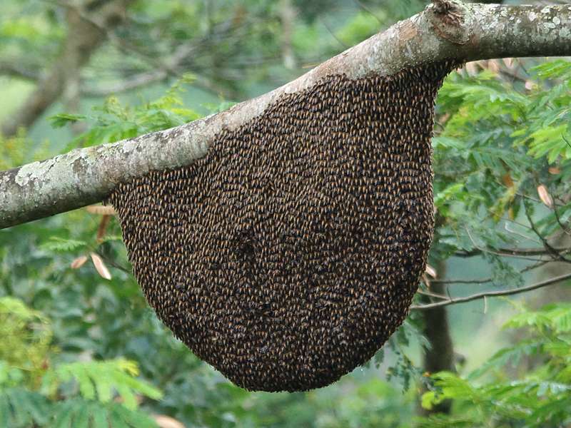 Riesenhonigbiene (Giant Honey Bee, Apis dorsata), Nest an einem Ast; Foto: 19.09.2015, Galaha