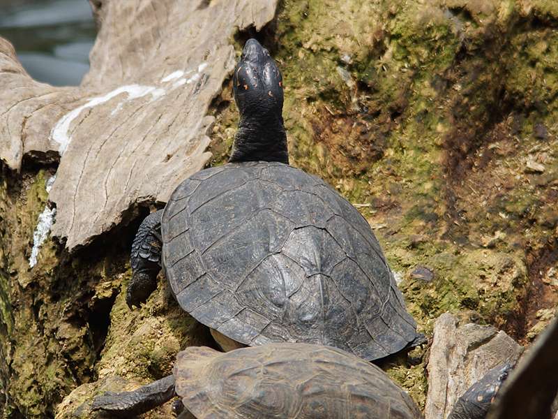 Schwarzbauch-Erdschildkröte (Indian Black Turtle, Melanochelys trijuga thermalis); Foto: 19.09.2015, Kandy