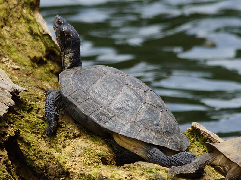Schwarzbauch-Erdschildkröte (Indian Black Turtle, Melanochelys trijuga thermalis); Foto: 19.09.2015, Kandy