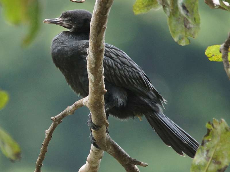 Kleinscharbe (Little Cormorant, Phalacrocorax niger); Foto: 19.09.2015, Kandy