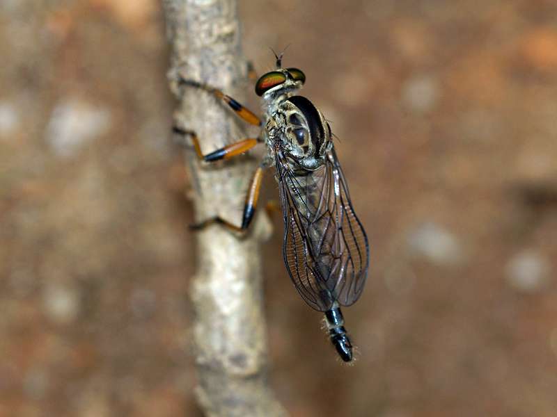 Unbestimmtes Insekt Nr. 34, Foto: 19.09.2015, Nähe Kandy