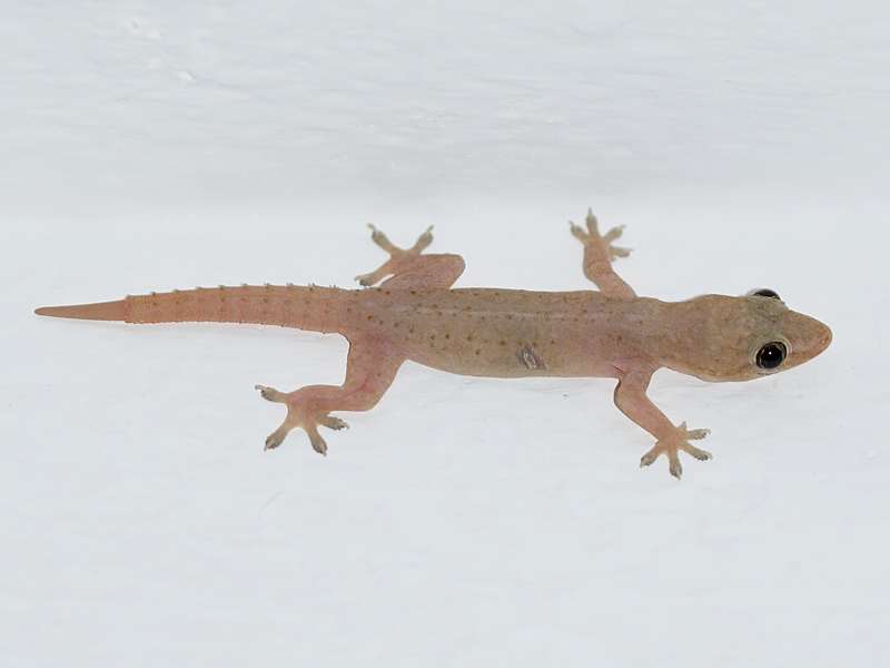 Asiatischer Hausgecko (House Gecko, Hemidactylus frenatus); Foto: 19.09.2015, Kandy