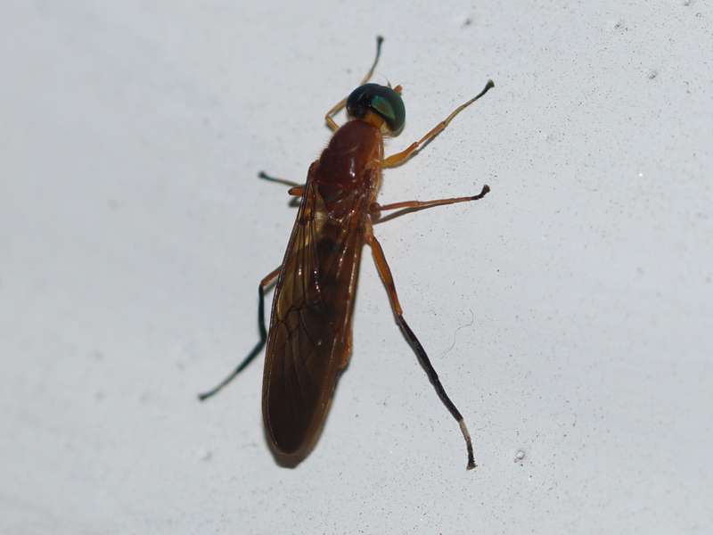 Unbestimmtes Insekt Nr. 49, Foto: 19.09.2015, Kandy