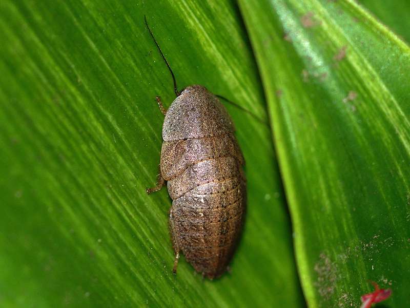 Unbestimmtes Insekt Nr. 35, Foto: 19.09.2015, Kandy