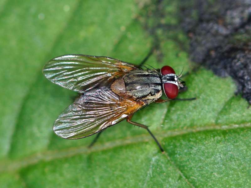 Unbestimmtes Insekt Nr. 47, Foto: 20.09.2015, Nähe Kandy