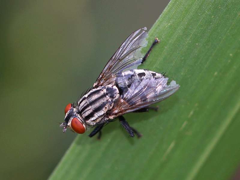 Unbestimmtes Insekt Nr. 48, Foto: 20.09.2015, Nähe Kandy