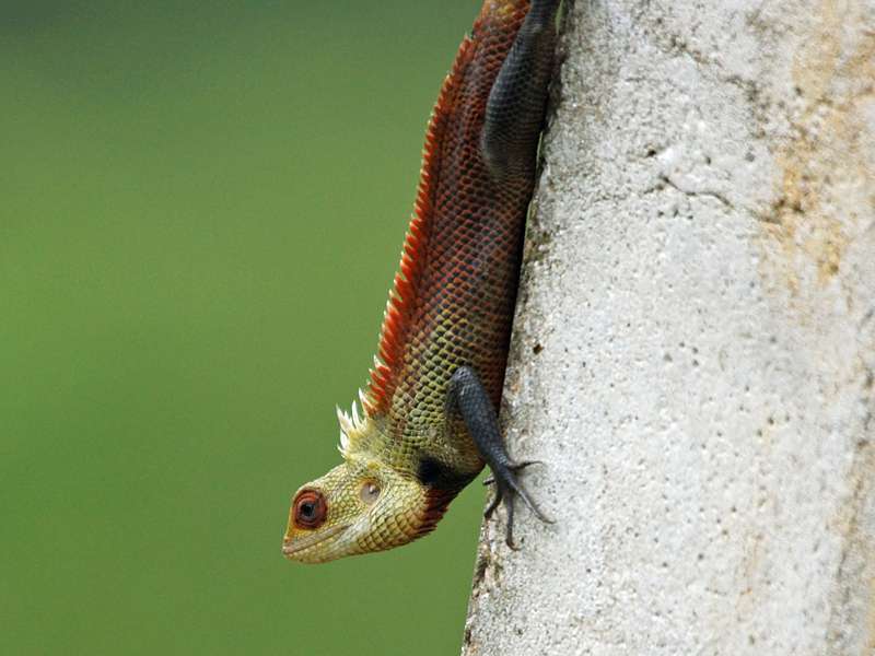 Erwachsene männliche Blutsaugeragame (Bloodsucker Lizard, Calotes versicolor); Foto: 20.09.2015, Nähe Kandy