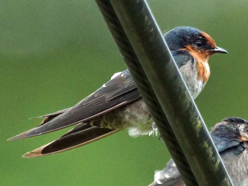 Hügelschwalbe (Hill Swallow, Hirundo domicola); Foto: 20.09.2015, Hantane Tea Estate, Nähe Kandy