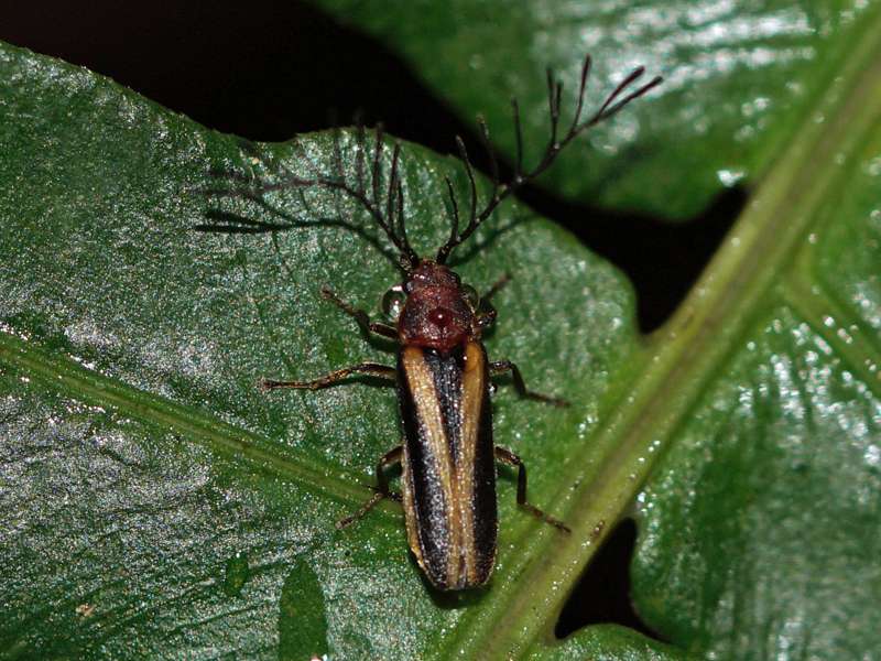 Aufgrund der besonderen Fühlerform ist die Käferart Harmatelia bilineata sehr auffällig; Foto: 20.09.2015, Kandy